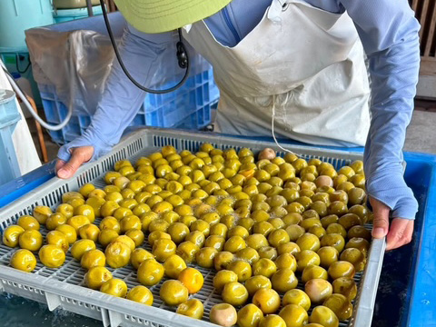 梅干しの製造工程